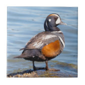 岩の上の美しいハーレクインアヒル タイル (正面)