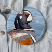 岩の上の美しいハーレクインアヒル 缶バッジ (インサイチュ)