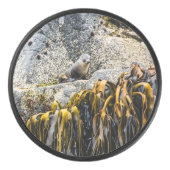 岩の上の若い毛皮のシール アイスホッケーパック (正面)