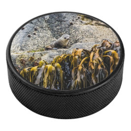 岩の上の若い毛皮のシール アイスホッケーパック