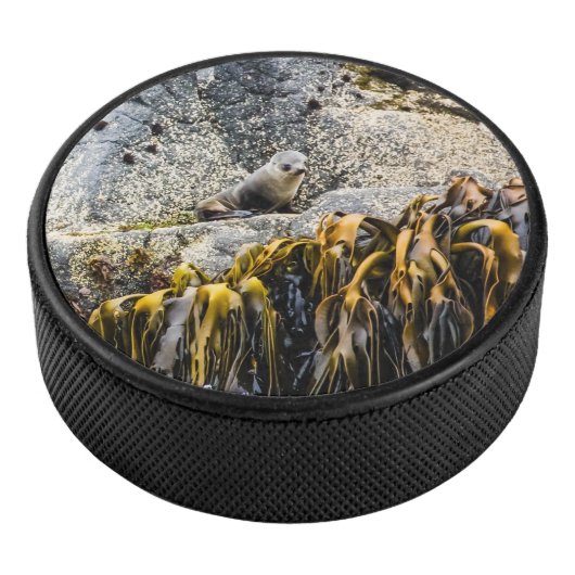 岩の上の若い毛皮のシール アイスホッケーパック (3/4)