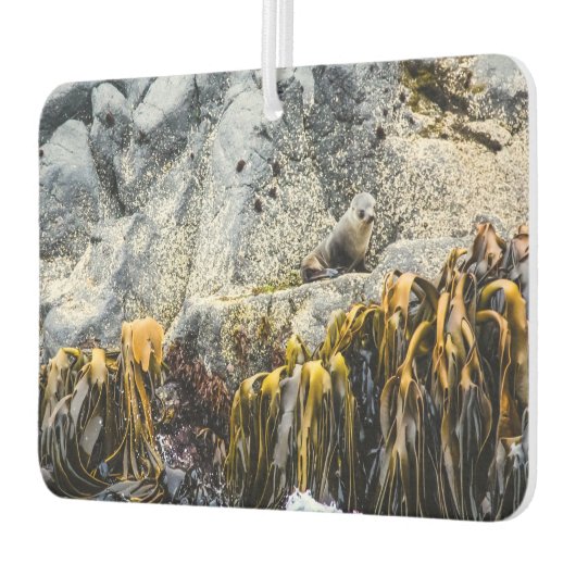 岩の上の若い毛皮のシール カーエアーフレッシュナー (左)