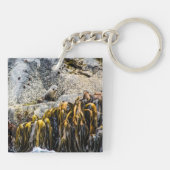 岩の上の若い毛皮のシール キーホルダー (裏面)