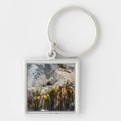 岩の上の若い毛皮のシール キーホルダー (正面)