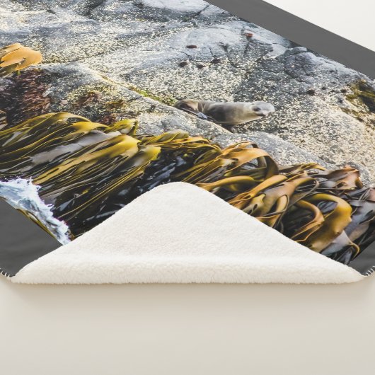 岩の上の若い毛皮のシール シェルパブランケット (3/4)