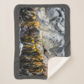 岩の上の若い毛皮のシール シェルパブランケット (正面)