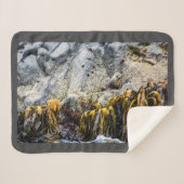 岩の上の若い毛皮のシール シェルパブランケット (正面(横))