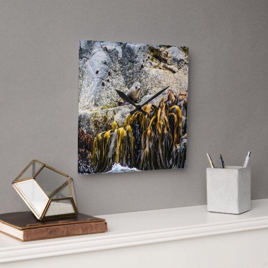 岩の上の若い毛皮のシール スクエア壁時計 (オフィス)