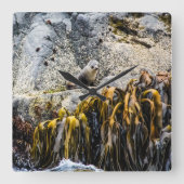 岩の上の若い毛皮のシール スクエア壁時計 (正面)