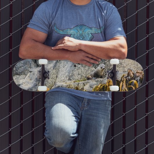 岩の上の若い毛皮のシール スケートボード (室外3)