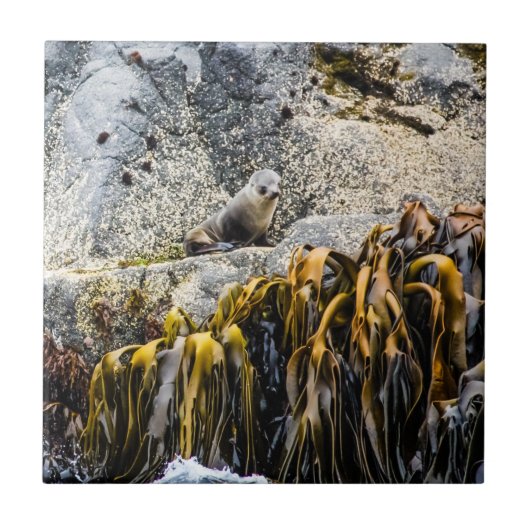 岩の上の若い毛皮のシール タイル (正面)