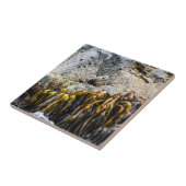 岩の上の若い毛皮のシール タイル (側面)