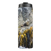 岩の上の若い毛皮のシール タンブラー (正面)