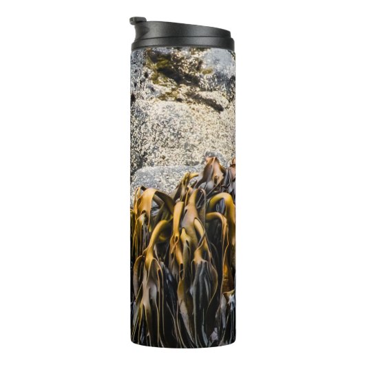 岩の上の若い毛皮のシール タンブラー (回転右)