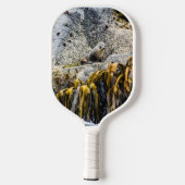 岩の上の若い毛皮のシール ピックルボールラケット (裏面)