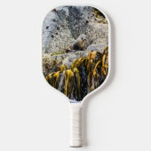 岩の上の若い毛皮のシール ピックルボールラケット (正面)