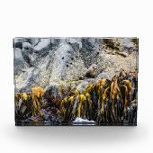 岩の上の若い毛皮のシール フォトブロック (正面)