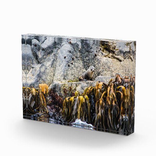 岩の上の若い毛皮のシール フォトブロック (右)