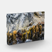 岩の上の若い毛皮のシール フォトブロック (左)