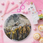 岩の上の若い毛皮のシール ペーパープレート (パーティー)