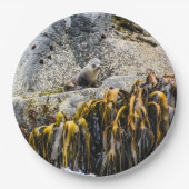 岩の上の若い毛皮のシール ペーパープレート (正面)