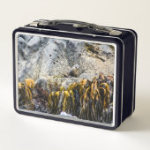 岩の上の若い毛皮のシール メタルランチボックス (裏面)