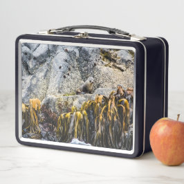 岩の上の若い毛皮のシール メタルランチボックス