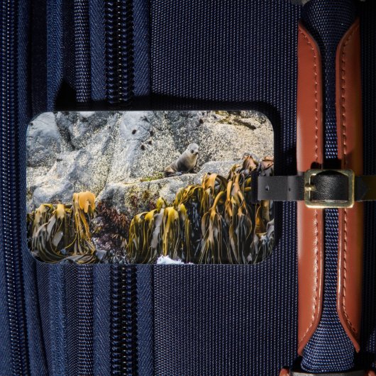 岩の上の若い毛皮のシール ラゲッジタグ (正面インサイチュ4)