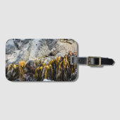 岩の上の若い毛皮のシール ラゲッジタグ (正面横)