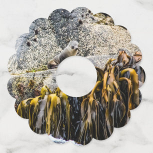 岩の上の若い毛皮のシール ワイングラスタグ