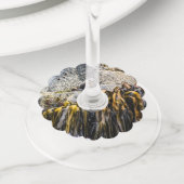 岩の上の若い毛皮のシール ワイングラスタグ (クローズアップ)