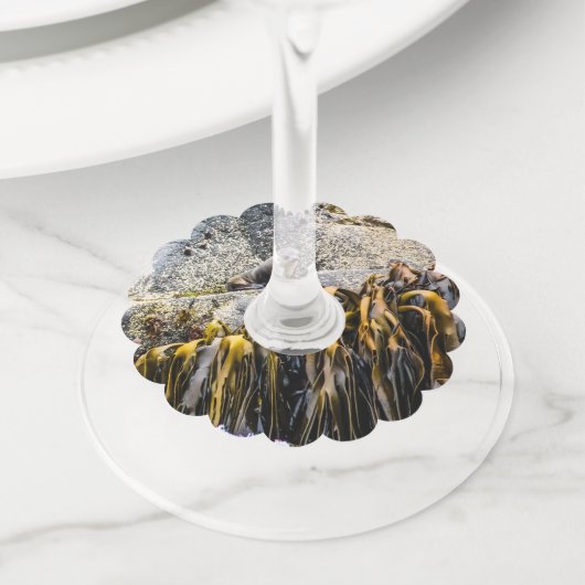 岩の上の若い毛皮のシール ワイングラスタグ (クローズアップ)