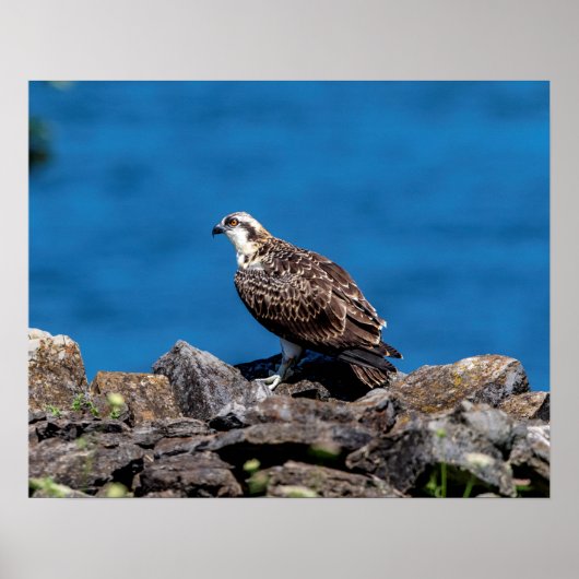 岩の上の20x16オスプレイ ポスター (正面)