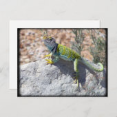 岩の写真の上に日光浴のカラのトカゲ ポストカード (正面/裏面)