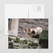 岩の壁にかがみつく猫 ポストカード (正面/裏面)