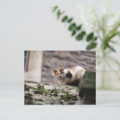 岩の壁にかがみつく猫 ポストカード (スタンド正面)