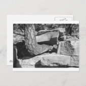 岩の木 ポストカード (正面/裏面)