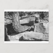 岩の木 ポストカード (正面)