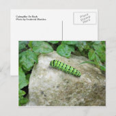 岩の毛虫 ポストカード (正面/裏面)