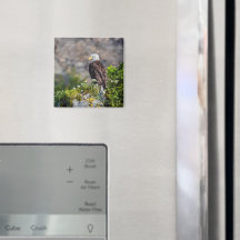 岩の磁石に座っているハゲのワシ