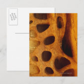 岩の穴 ポストカード (正面/裏面)