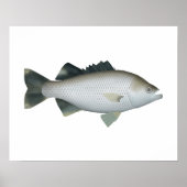 岩の鞭毛 ポスター (正面)