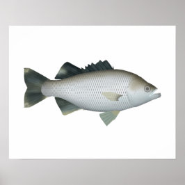 岩の鞭毛 ポスター