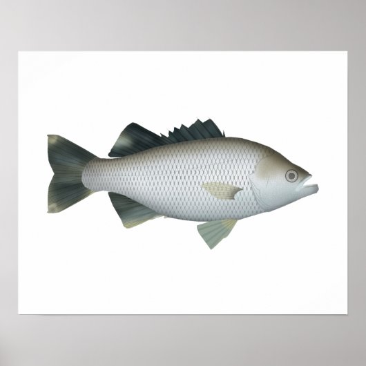 岩の鞭毛 ポスター (正面)