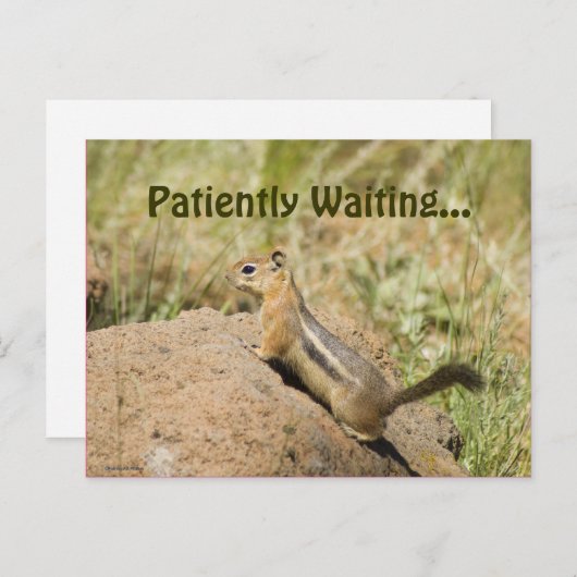 岩恋しく思の写真の上のChipmunkのカスタム ポストカード (正面/裏面)