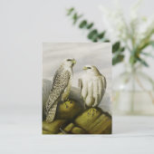 岩棚の《鳥》ハヤブサ、鳥のイラスト ポストカード (スタンド正面)