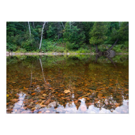 岩池の木 フォトプリント           