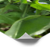 岩盤近くのタンポポ ポスター (角)