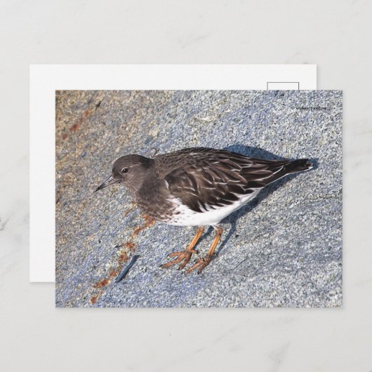 岩素晴らし上に黒い回転石海岸の鳥 ポストカード (正面/裏面)