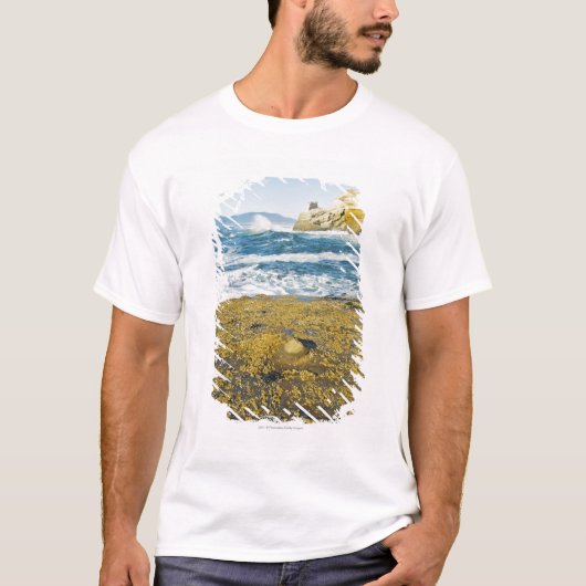 岬Kiwandaおよび太平洋 Tシャツ (正面)